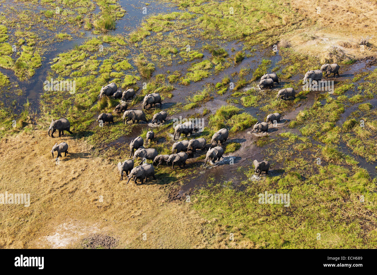 L'elefante africano (Loxodonta africana), allevamento allevamento, il roaming in una palude di acqua dolce, vista aerea, Okavango Delta Foto Stock