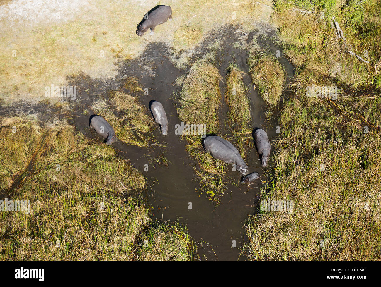 Ippopotami (Hippopotamus amphibius), allevamento allevamento in una palude di acqua dolce, vista aerea, Okavango Delta, Moremi Game Reserve Foto Stock