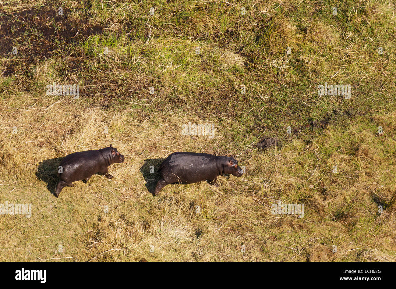 Ippopotami (Hippopotamus amphibius), camminare verso una vicina area della palude, vista aerea, Okavango Delta, Moremi Game Reserve Foto Stock
