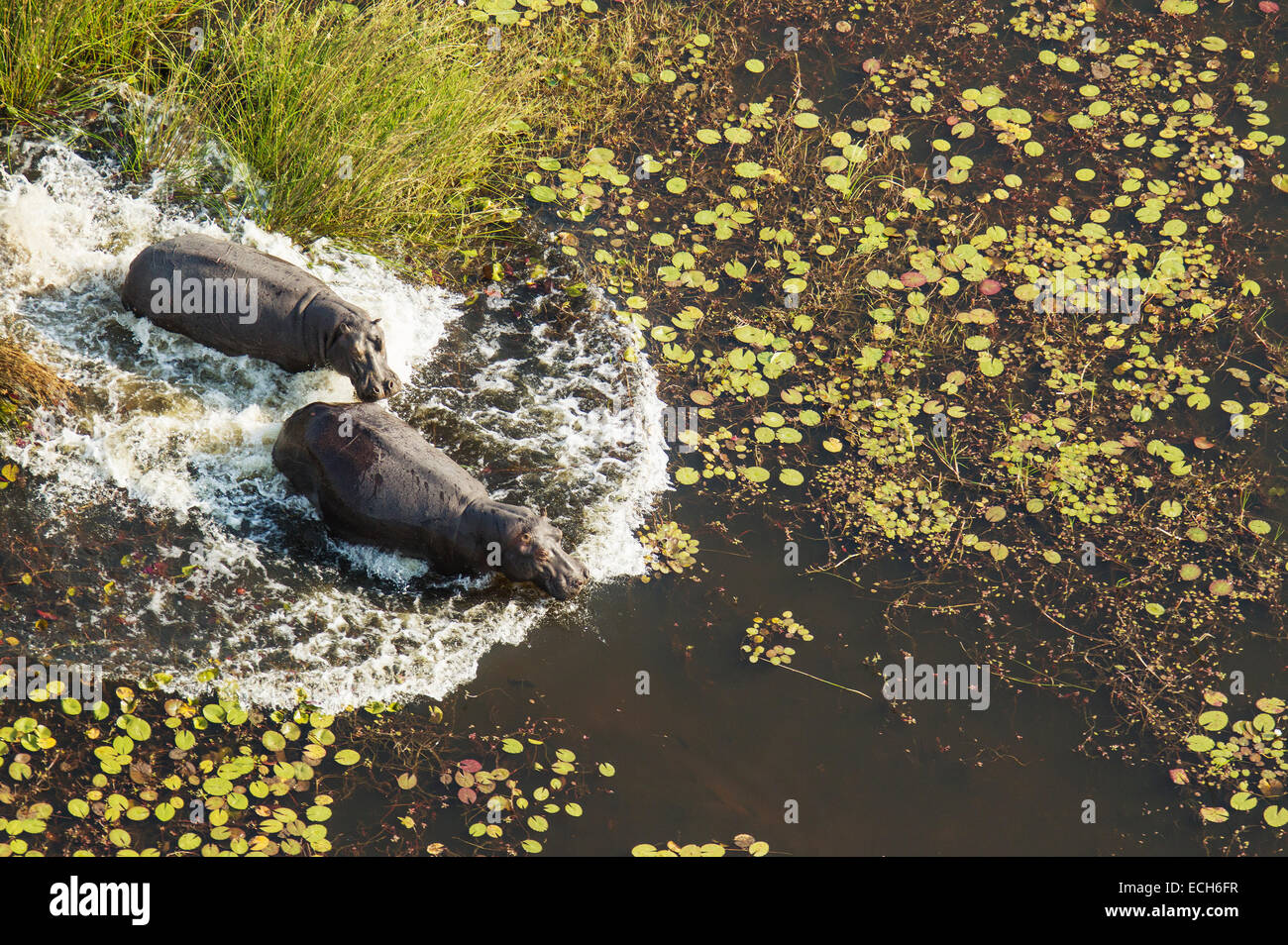 Ippopotami (Hippopotamus amphibius), precipitando in acqua di una palude di acqua dolce, vista aerea, Okavango Delta Foto Stock