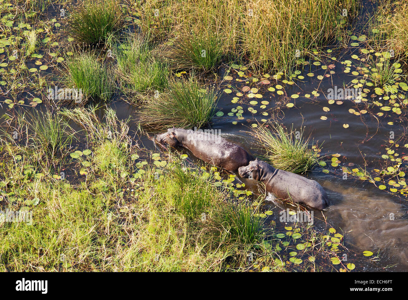 Ippopotami (Hippopotamus amphibius), in una palude di acqua dolce, vista aerea, Okavango Delta, Moremi Game Reserve, Botswana Foto Stock