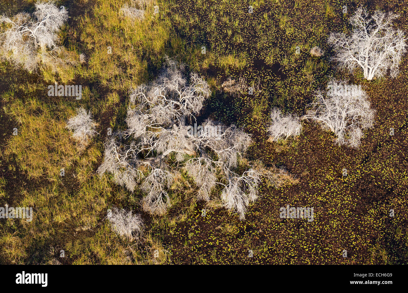 Gli alberi morti in una palude di acqua dolce, vista aerea, Okavango Delta, Botswana Foto Stock