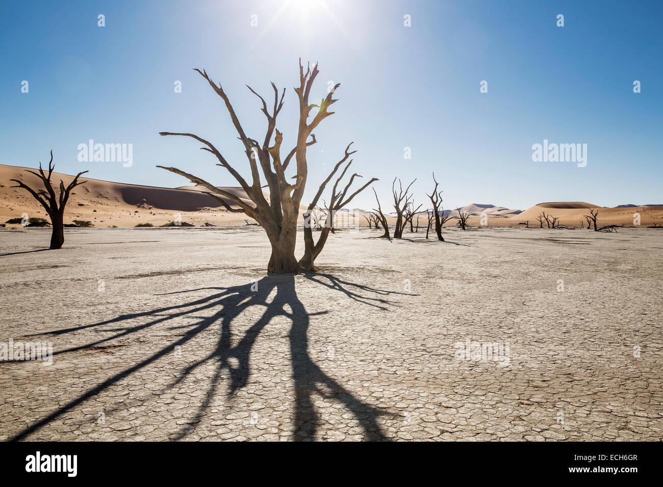 Gli alberi morti, Deadvlei, Sossusvlei, Namibia Foto Stock