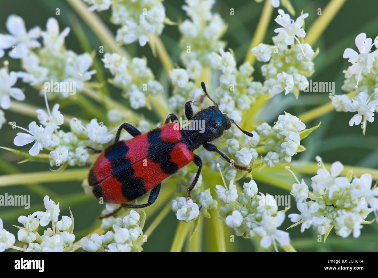 Bee beetle (Trichodes apiarius), Burgenland, Austria Foto Stock