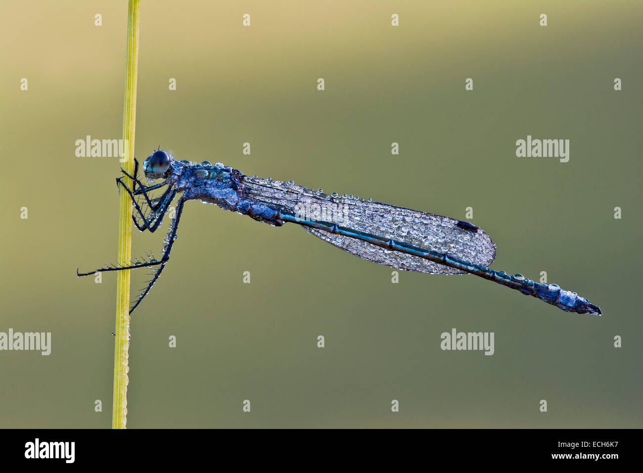 Emerald Spreadwing (Lestes dryas), maschio, Burgenland, Austria Foto Stock