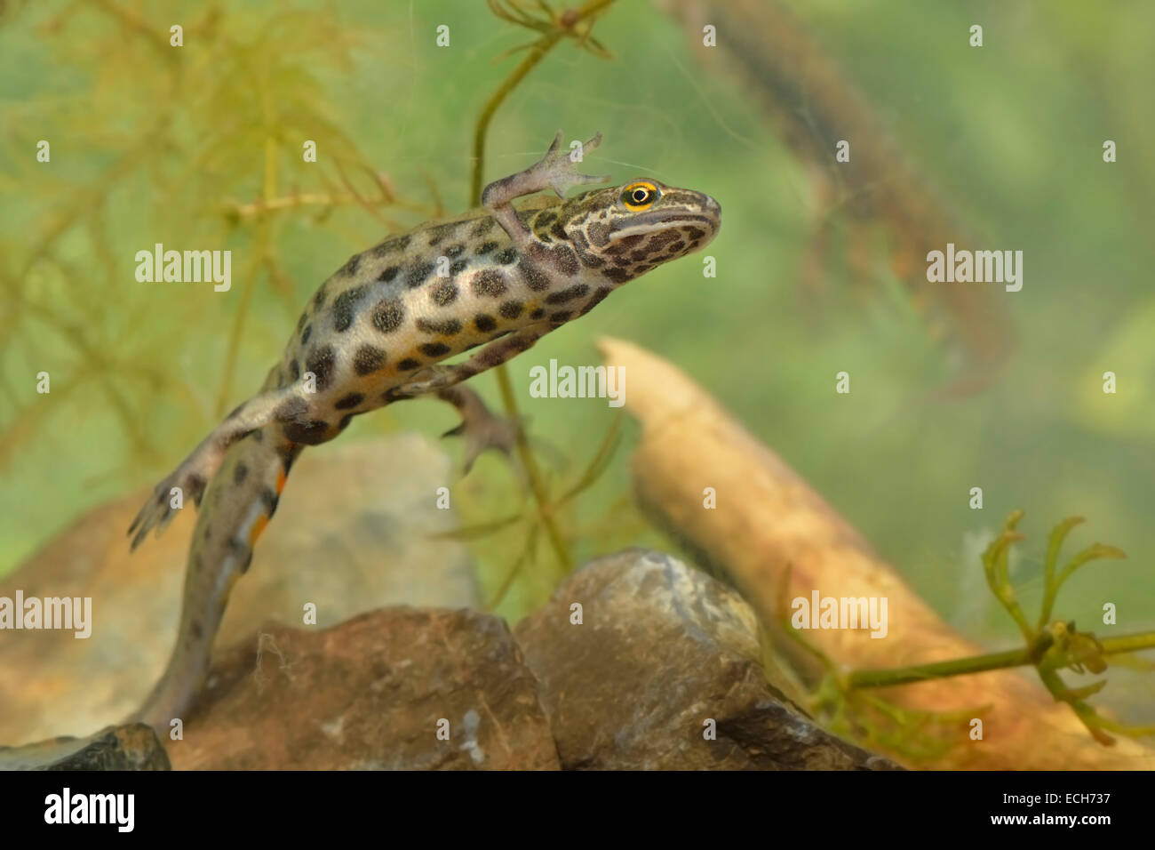 Newt liscia (Lissotron vulgaris), maschio nella riproduzione dei colori, Renania settentrionale-Vestfalia, Germania Foto Stock