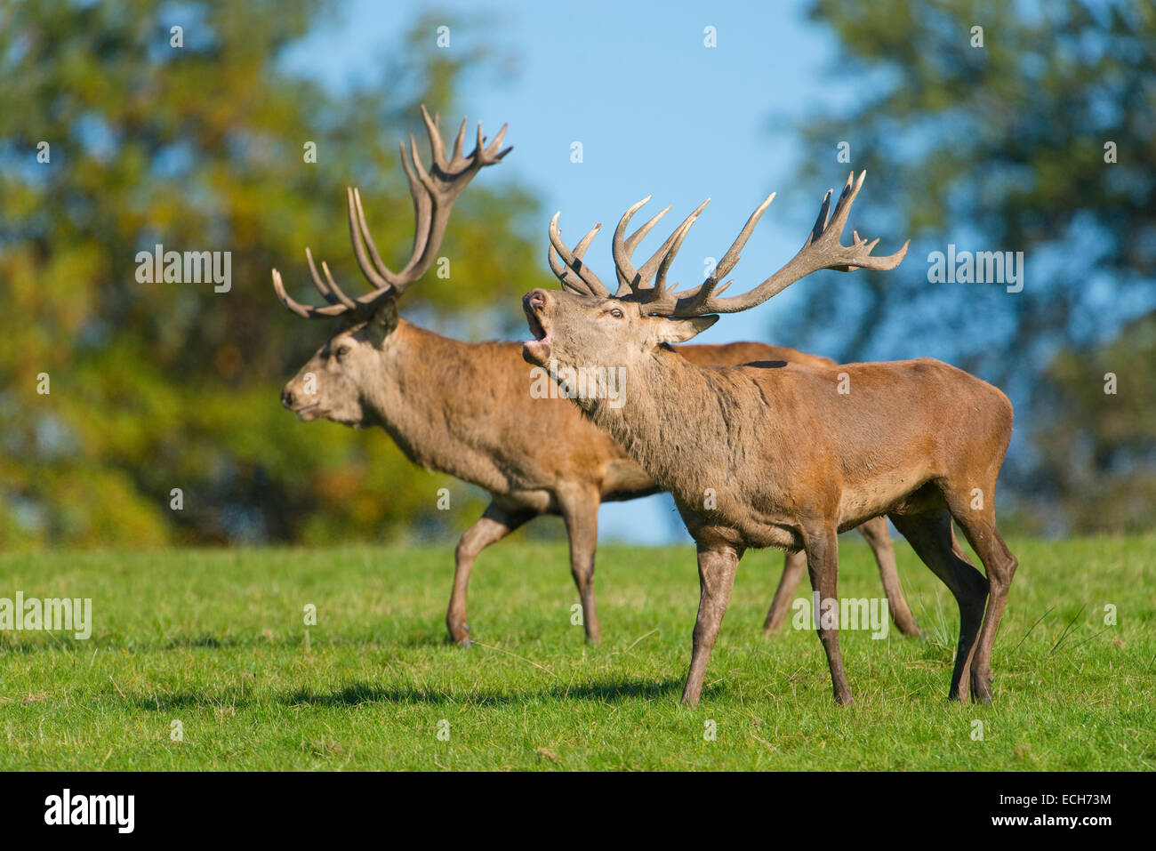 Il cervo (Cervus elaphus), camminare al fianco di ogni altro comportamento di visualizzazione dei rivali nel solco, captive, Bassa Sassonia, Germania Foto Stock