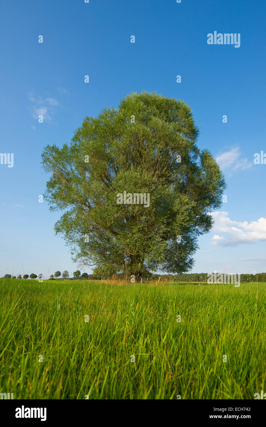 Incrinatura solitario salice (Salix fragilis), Bassa Sassonia, Germania Foto Stock