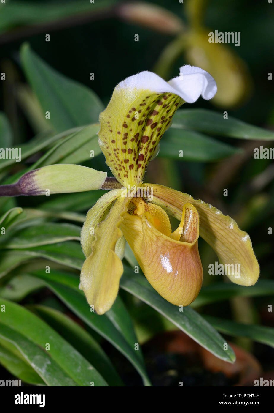 Splendida Paphiopedilum Slipper Orchid - Paphiopedilum insigne dall'India Foto Stock