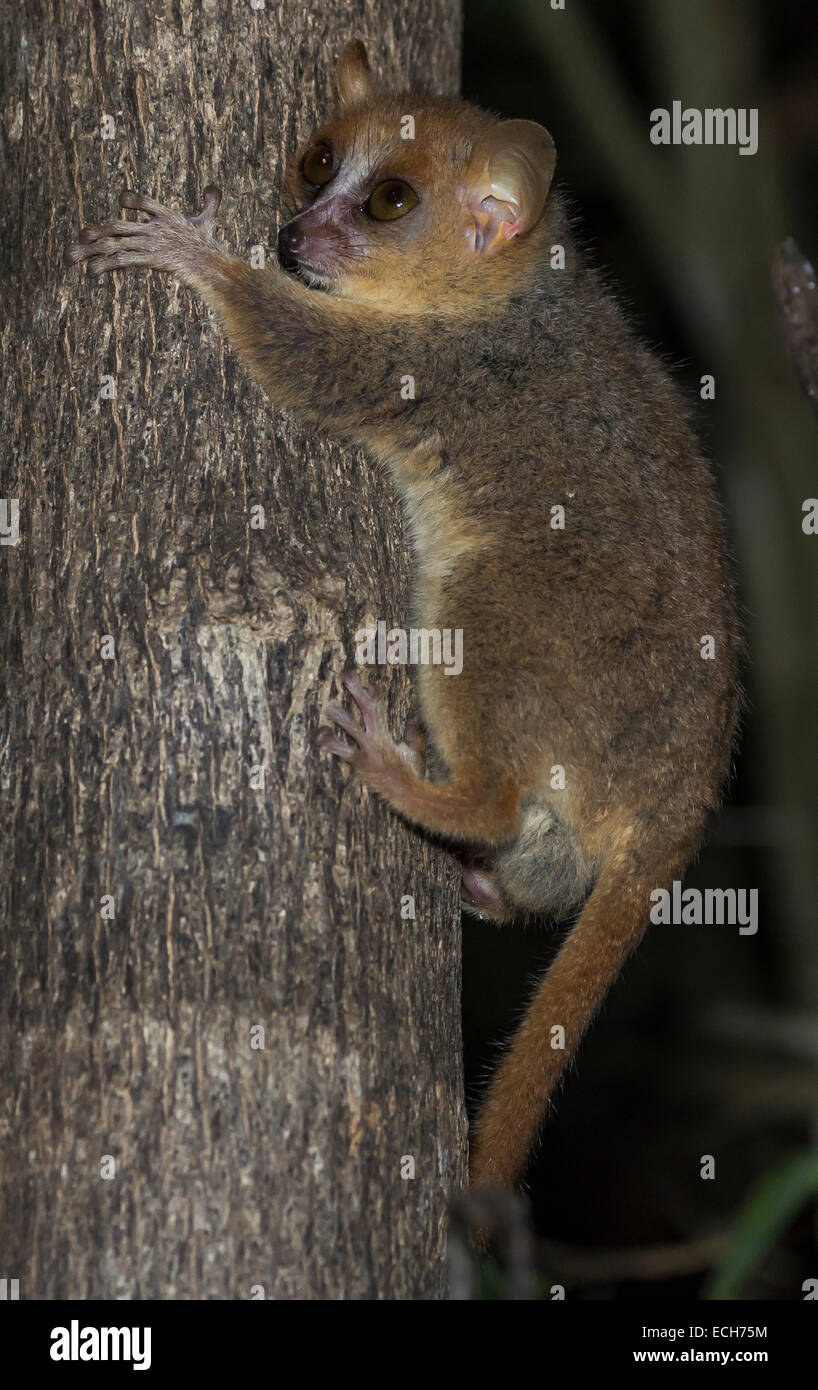 Grigio lemure del Mouse (Microcebus murinus), Madagascar Foto Stock