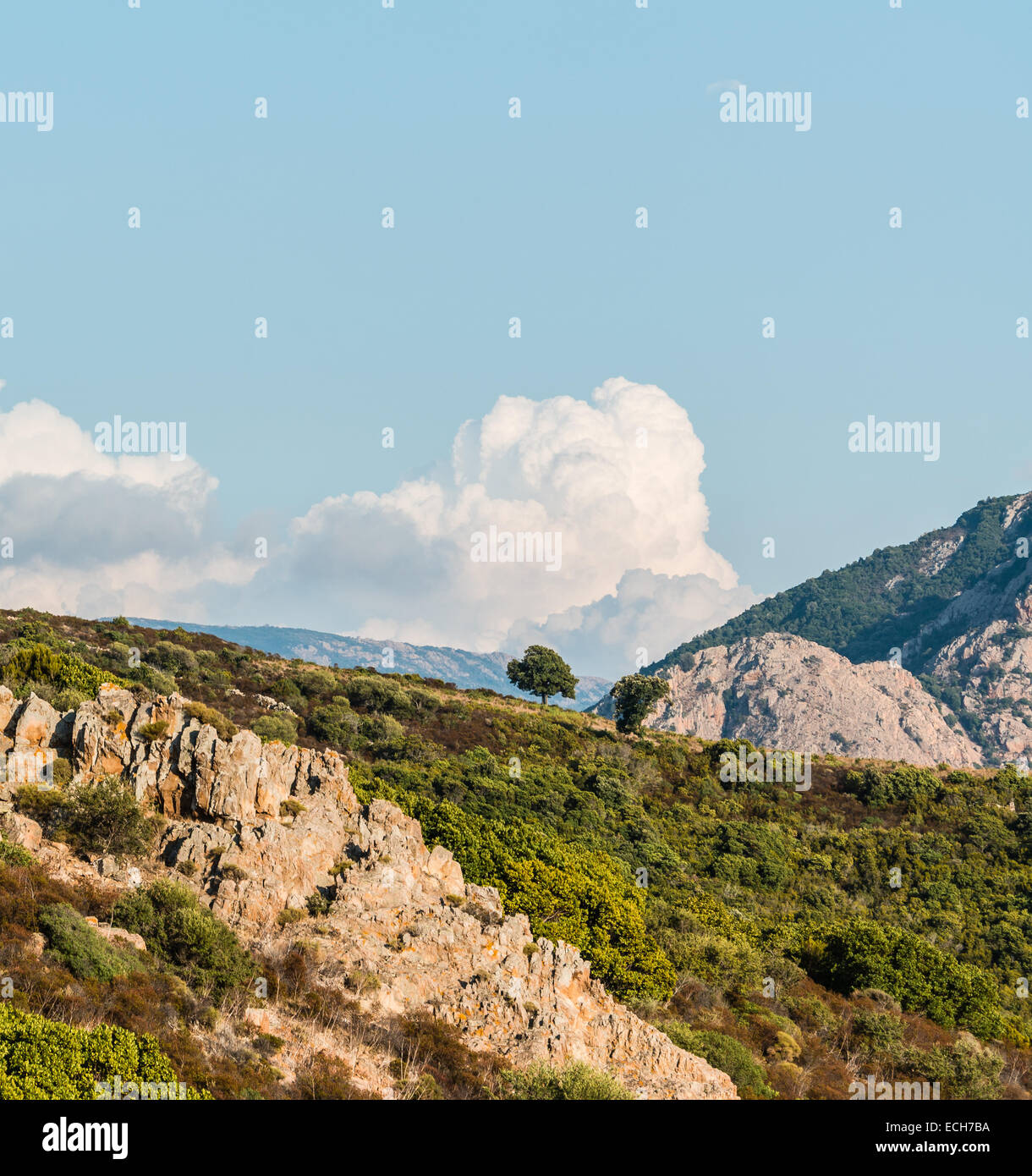 Albero solitario su una collina contro le nubi, Corsica, Francia Foto Stock