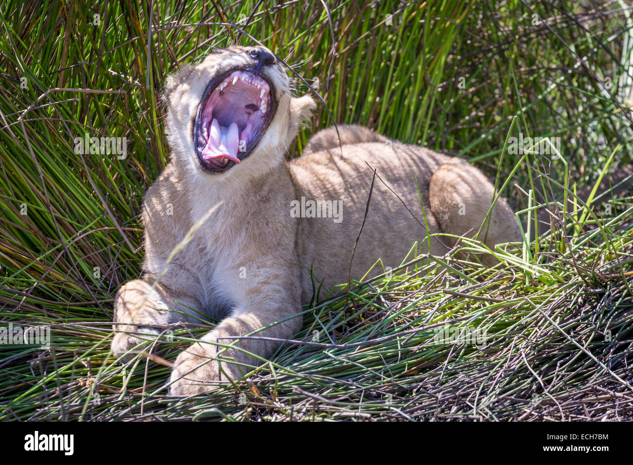 Lion cub (Panthera leo) sbadigli in ombra parziale, Okavango Delta, Botswana Foto Stock