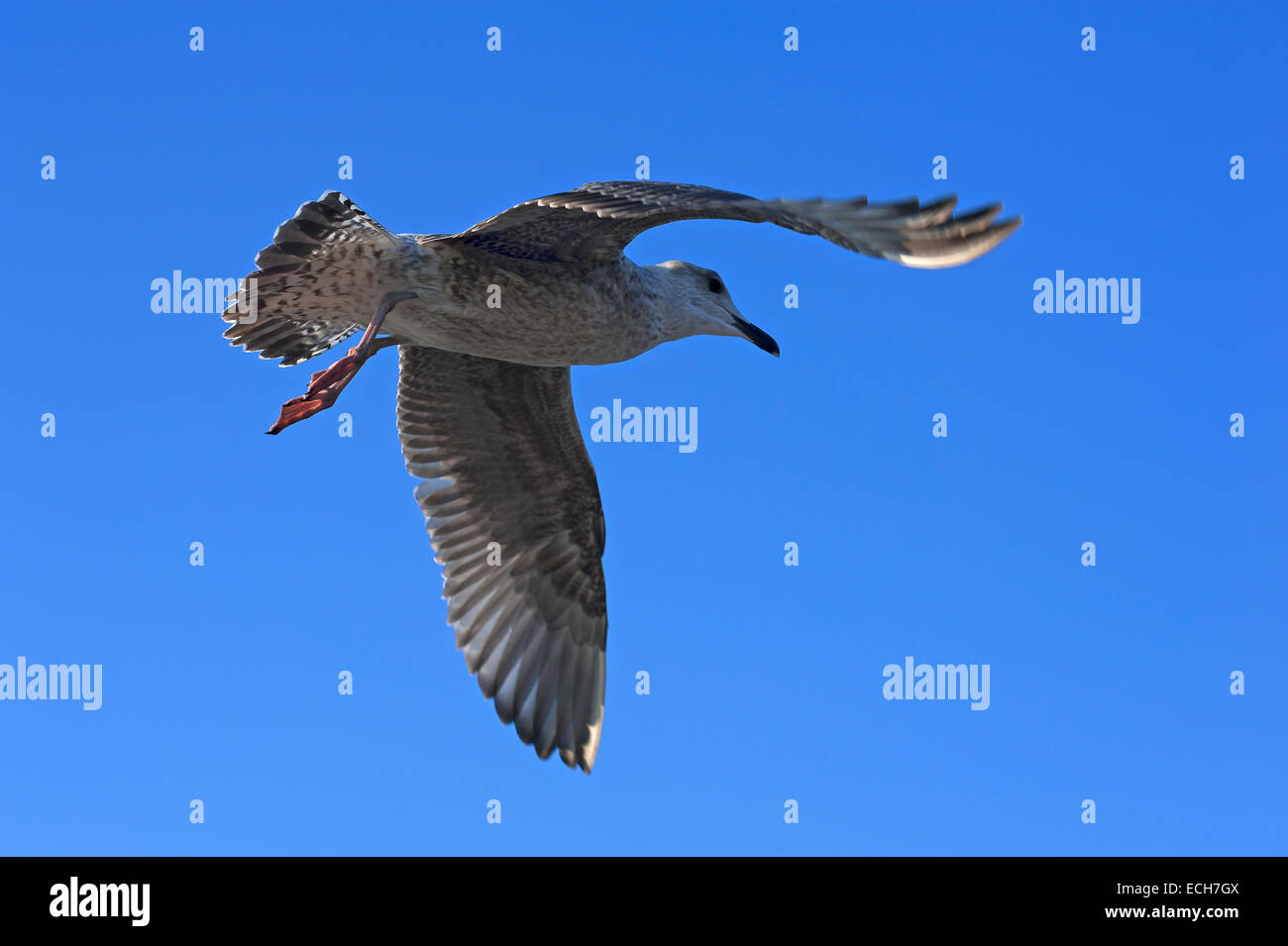 Flying giovani giallo-zampe (gabbiano Larus michahellis) contro il cielo blu, Zingst, Darß, Meclemburgo-Pomerania, Germania Foto Stock