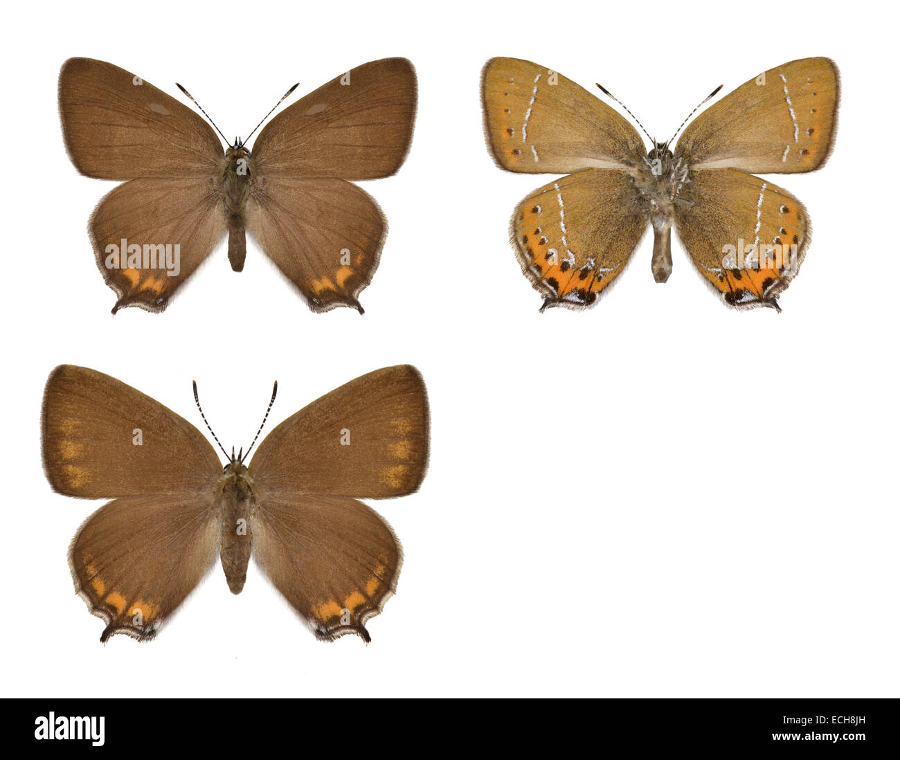 Nero - Hairstreak Satyriuim pruni Foto Stock