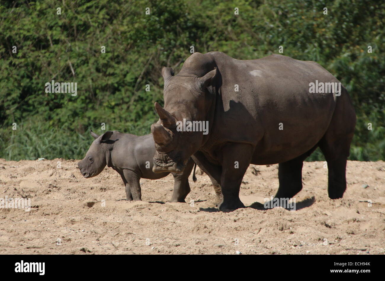 African rinoceronte bianco (Rhinoceros Ceratotherium simum) madre con i suoi giovani Foto Stock