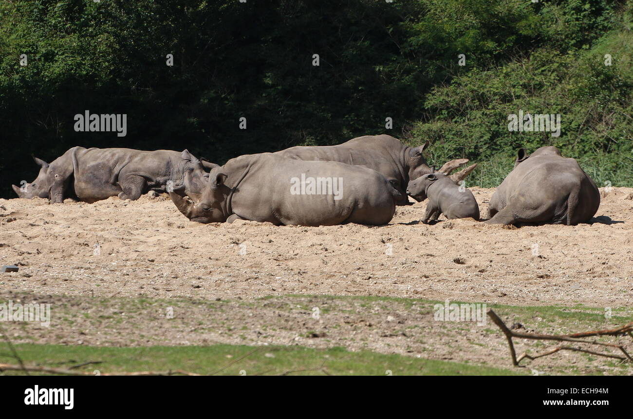 Famiglia del sud africano il rinoceronte bianco (Rhinoceros Ceratotherium simum) appoggiato al sole Foto Stock