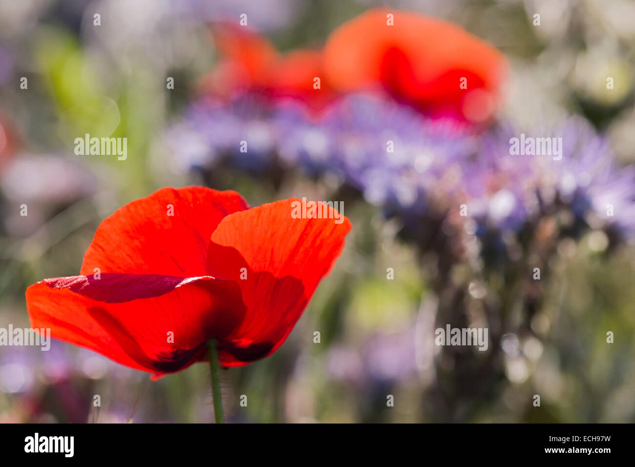 Comune di papavero (Papaver rhoeas) in crescita nel settore dei seminativi di seme selvatico miscela comprendente la borragine e phacelia in Norfolk. Foto Stock