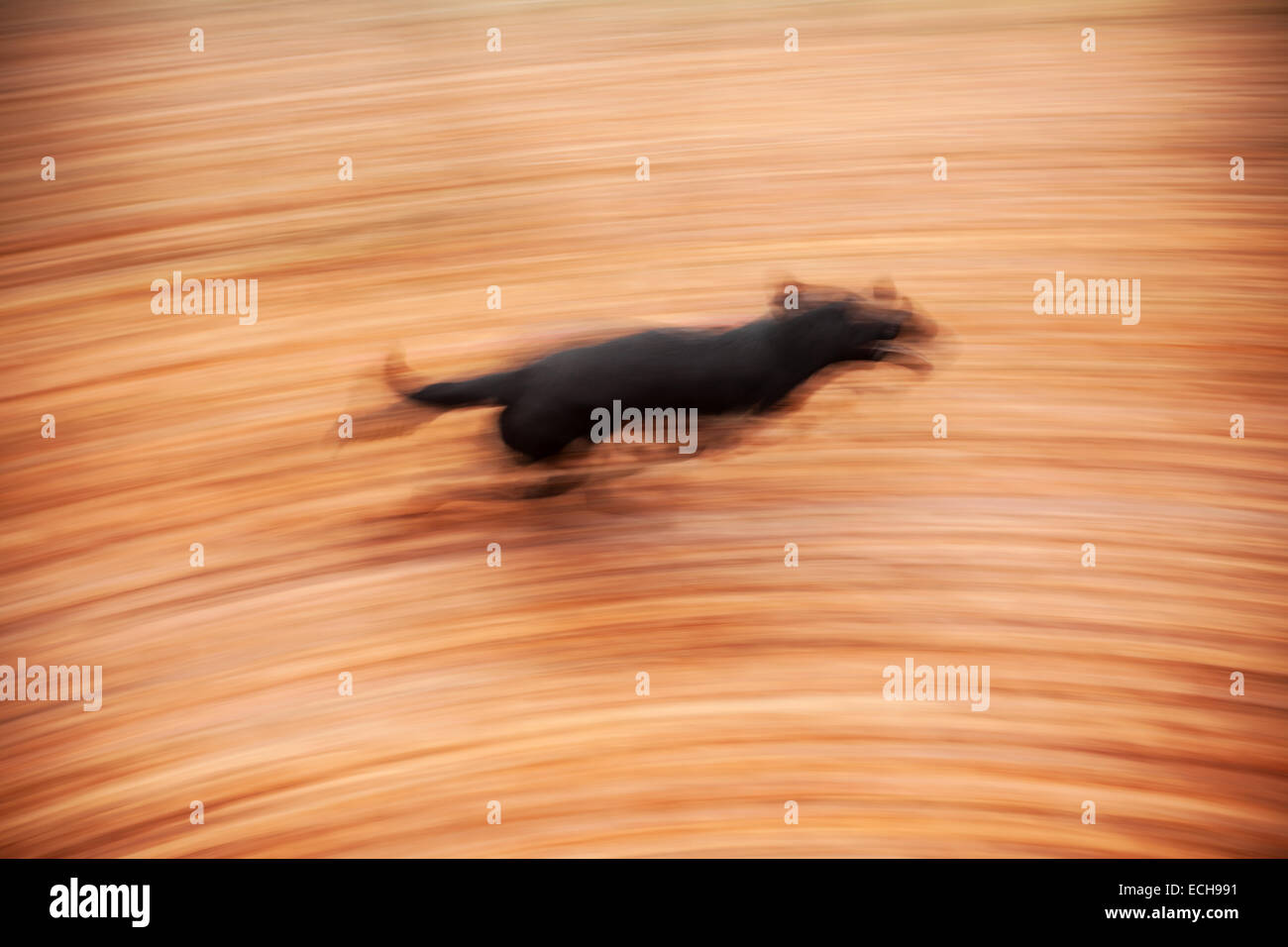 Moto in esecuzione sfocata cane nel parco autunnali. Foto Stock