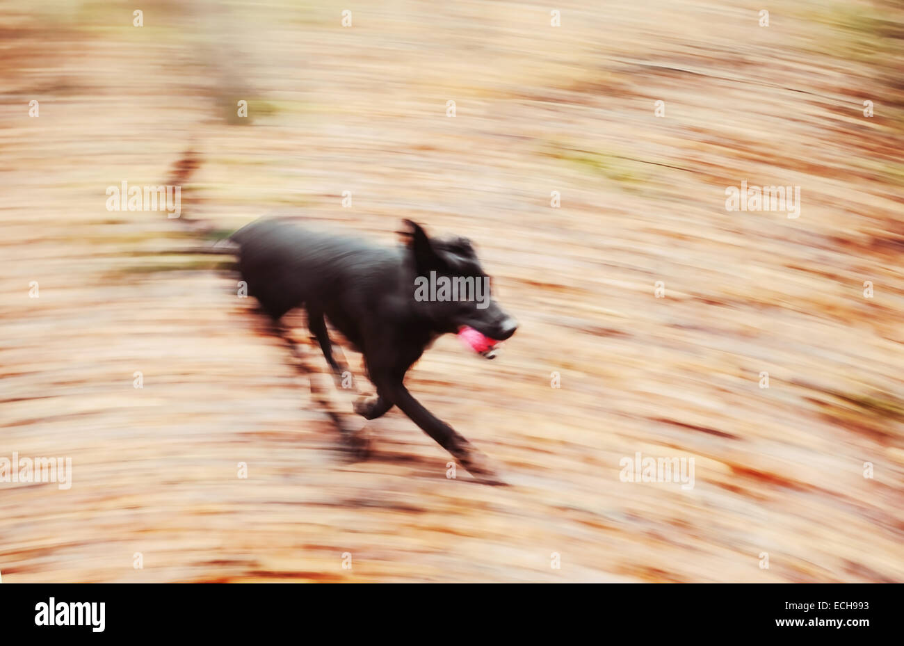 Moto in esecuzione sfocata cane nel parco autunnali. Foto Stock