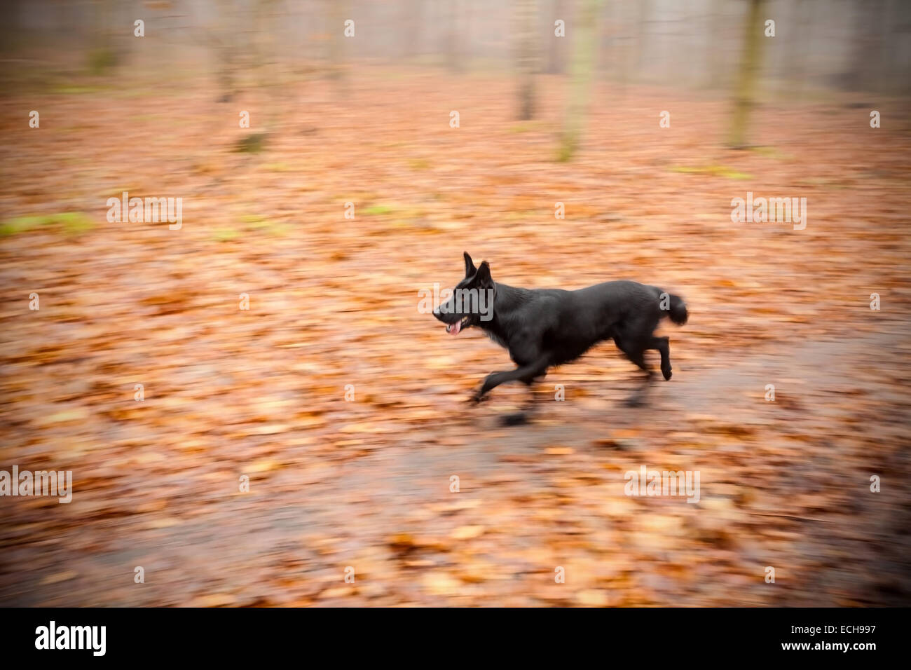Moto in esecuzione sfocata cane nel parco autunnali. Foto Stock