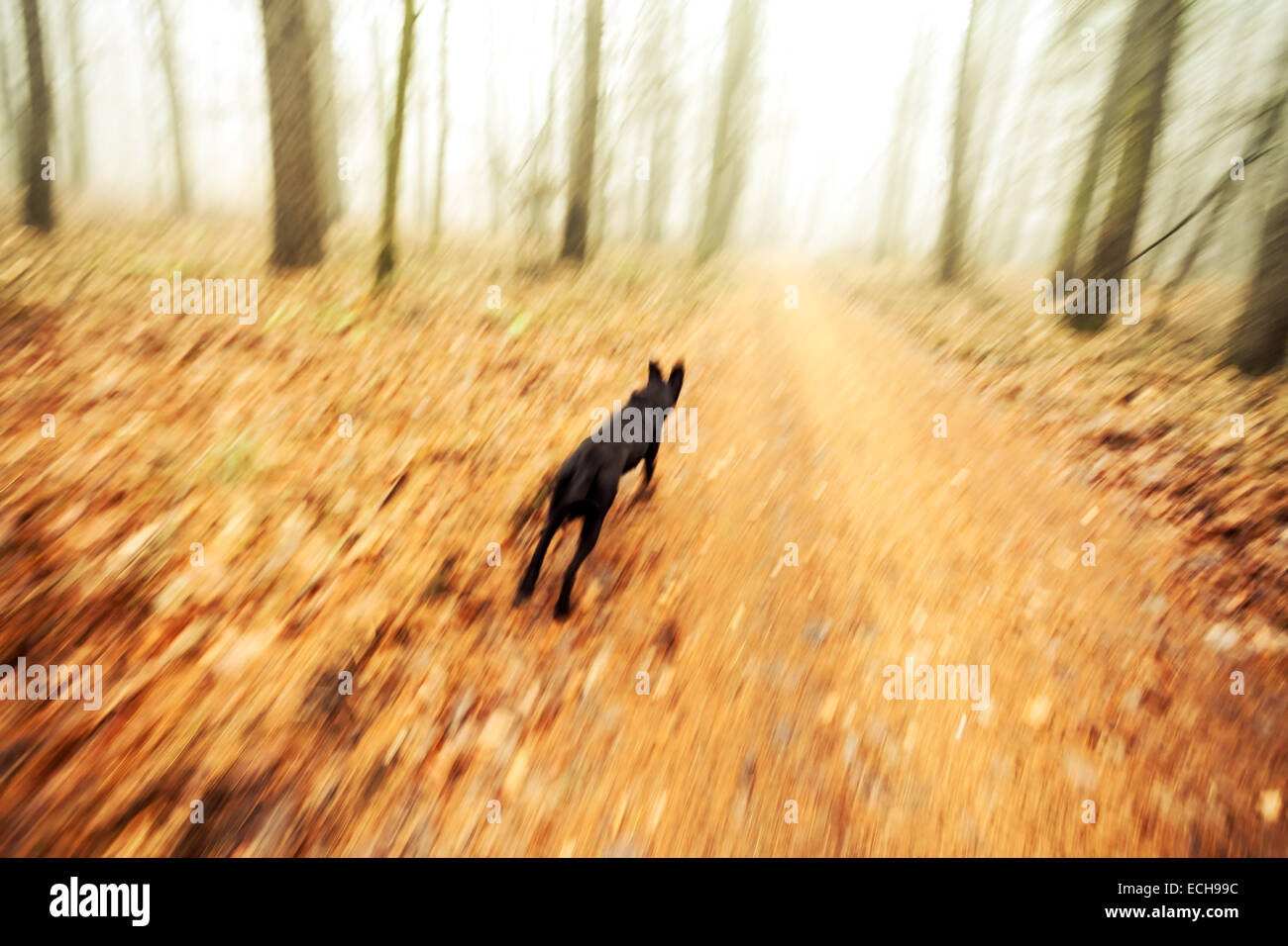Motion offuscata cane in esecuzione nella foresta autunnale. Foto Stock