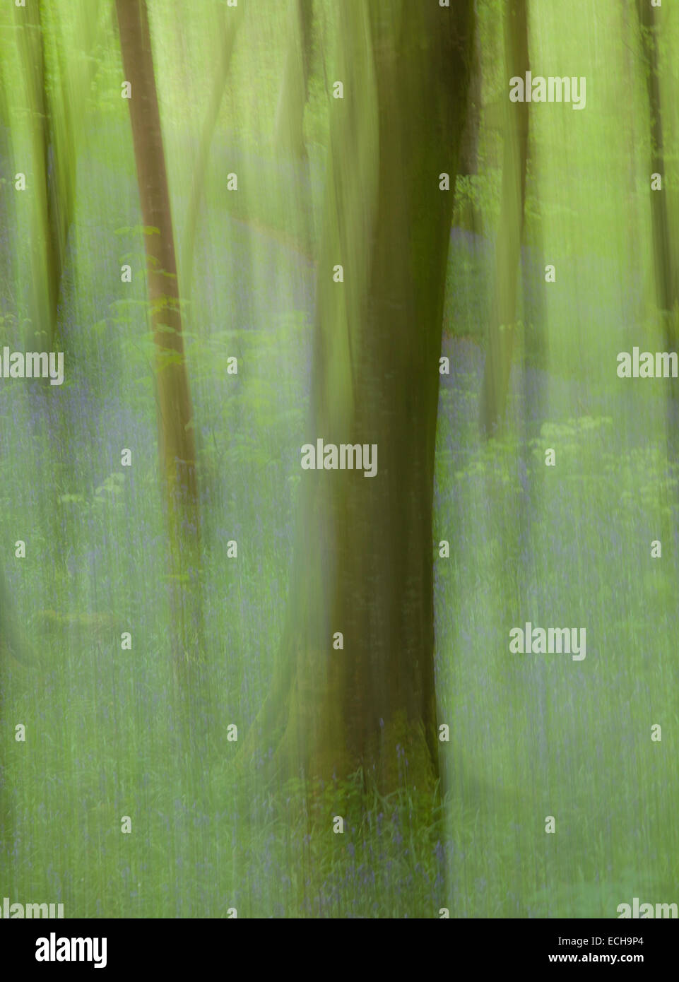 Impressione di bluebells e il bosco di faggio Portglenone foresta, nella contea di Antrim, Irlanda del Nord. Foto Stock