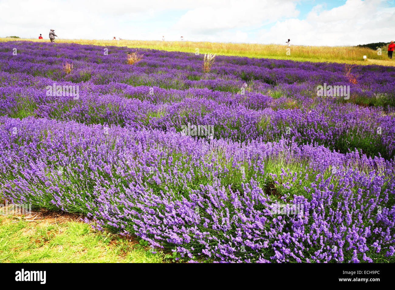 Parellel righe di viola di lavanda in un campo. Foto Stock