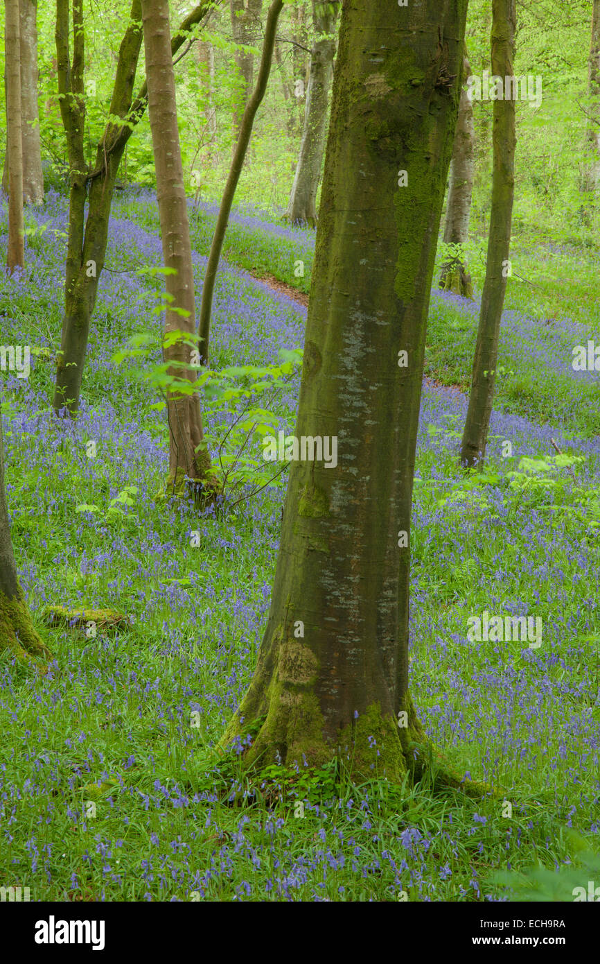 Bluebells e il bosco di faggio Portglenone foresta, nella contea di Antrim, Irlanda del Nord. Foto Stock