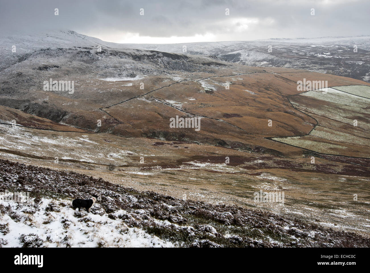 Inizio inverno neve sulle colline sopra Glossop nel Peak District. Un Border Collie sta guardando attraverso il paesaggio. Foto Stock