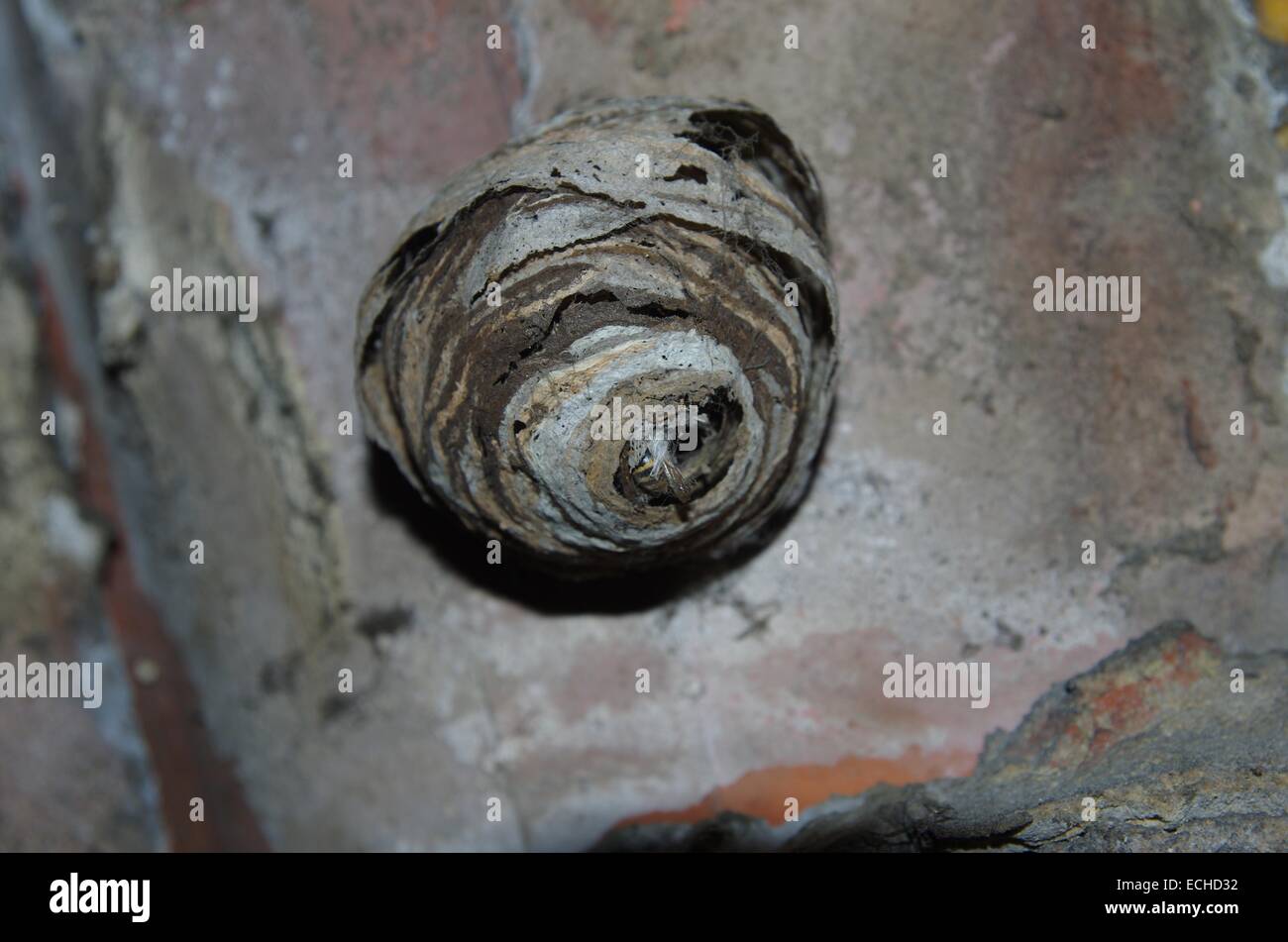 Vespe grande nido nella soffitta della casa Foto Stock