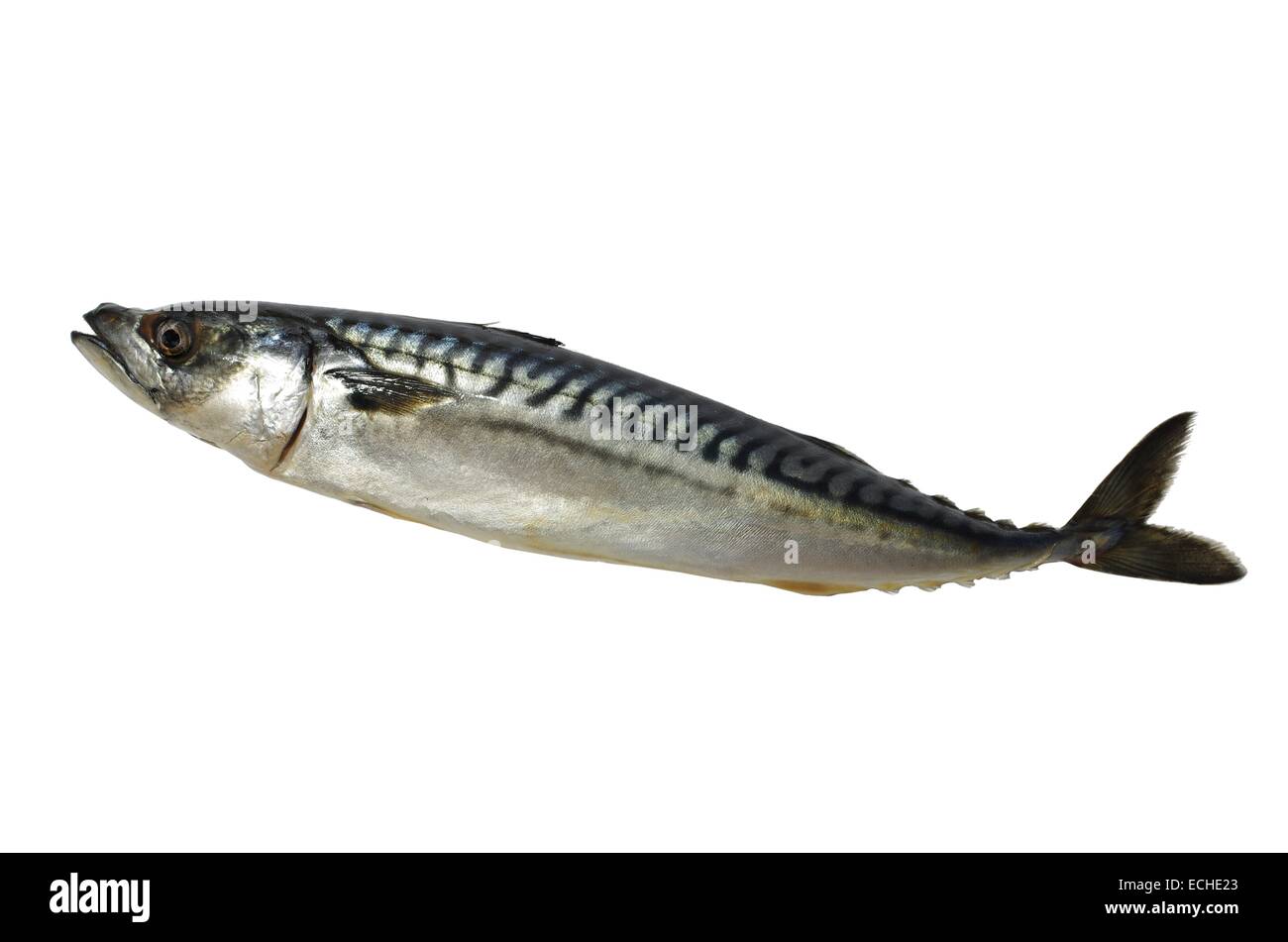 Sgombro pesce su uno sfondo bianco Foto Stock