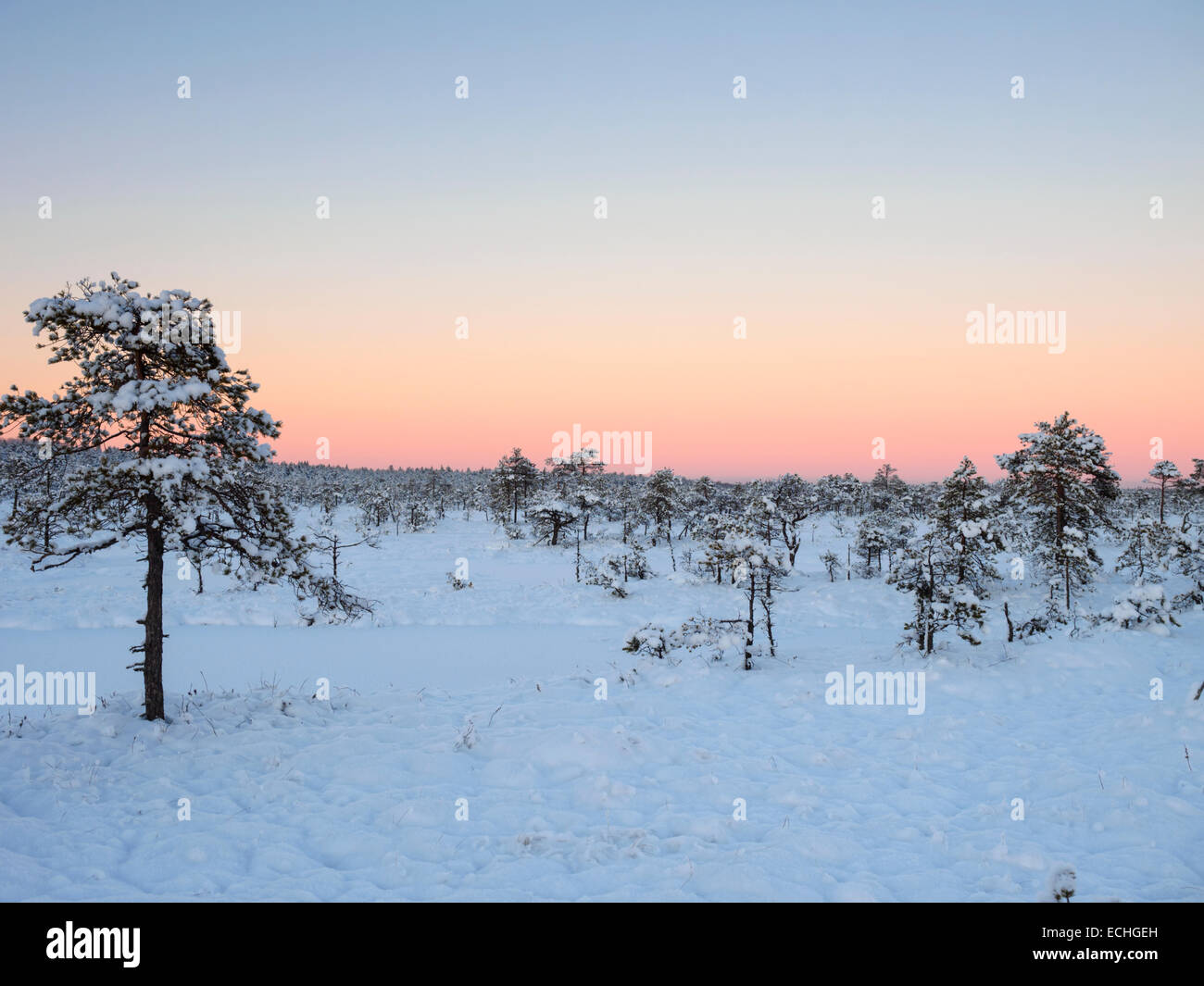 Il freddo inverno tramonto su terreni innevati bog Foto Stock