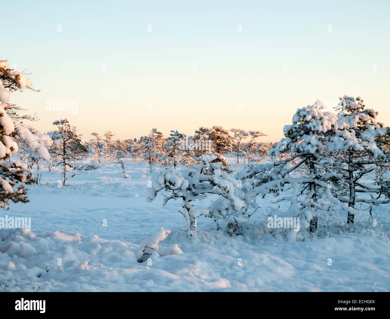 Il freddo inverno tramonto su terreni innevati bog Foto Stock