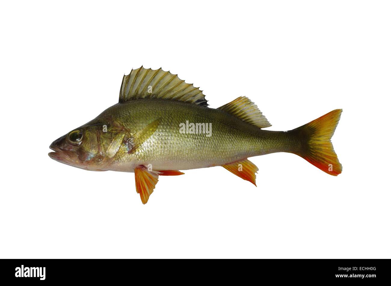 Predatori di appollaiarsi su sfondo bianco Foto Stock