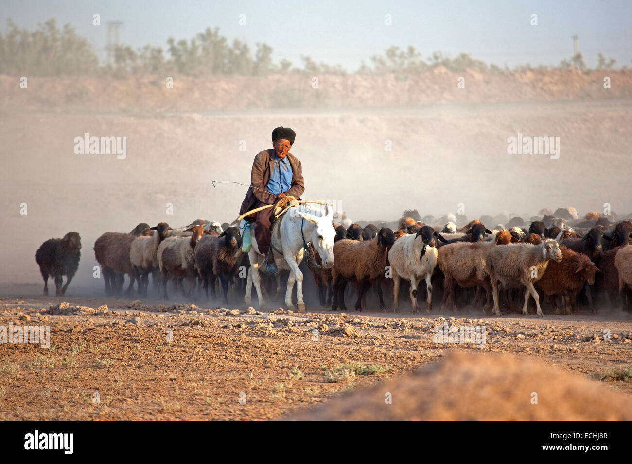 Pastore turkmeno a cavallo su Ciuchino mentre imbrancandosi gregge di pecore nel deserto del Karakum in Turkmenistan Foto Stock