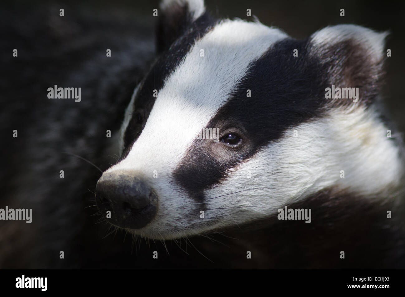 Meles meles Foto Stock