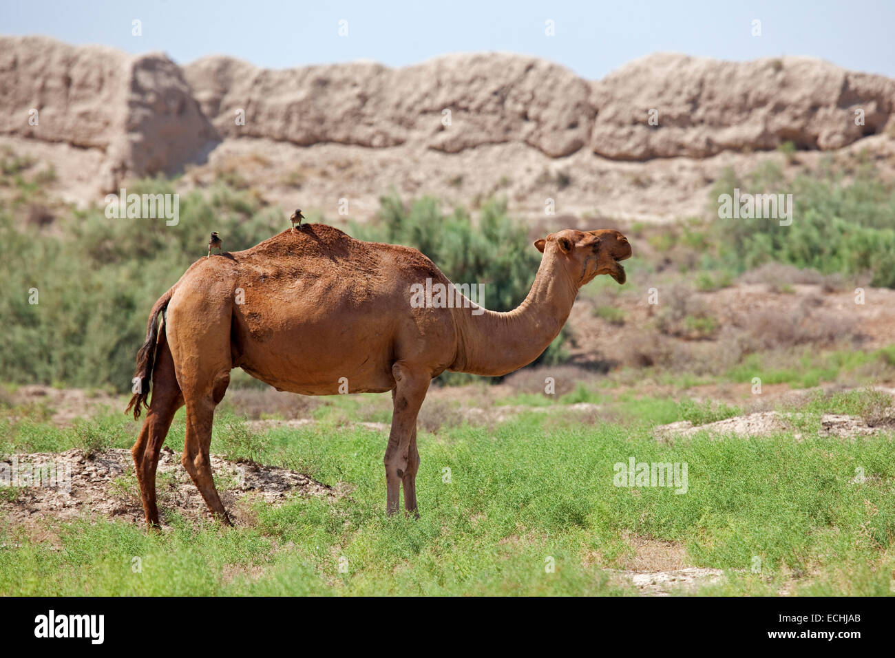 Dromedario / cammello arabo (Camelus dromedarius) nel deserto del Karakum, Turkmenistan Foto Stock