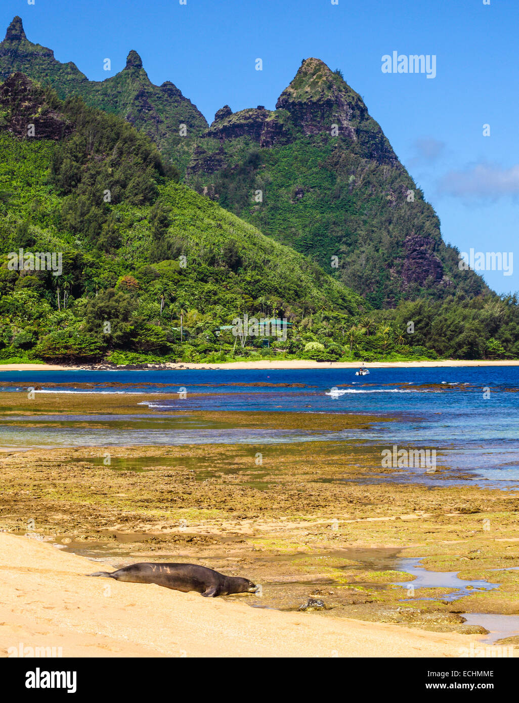 Hawaiian foca monaca a tunnel sulla spiaggia Kauai Foto Stock