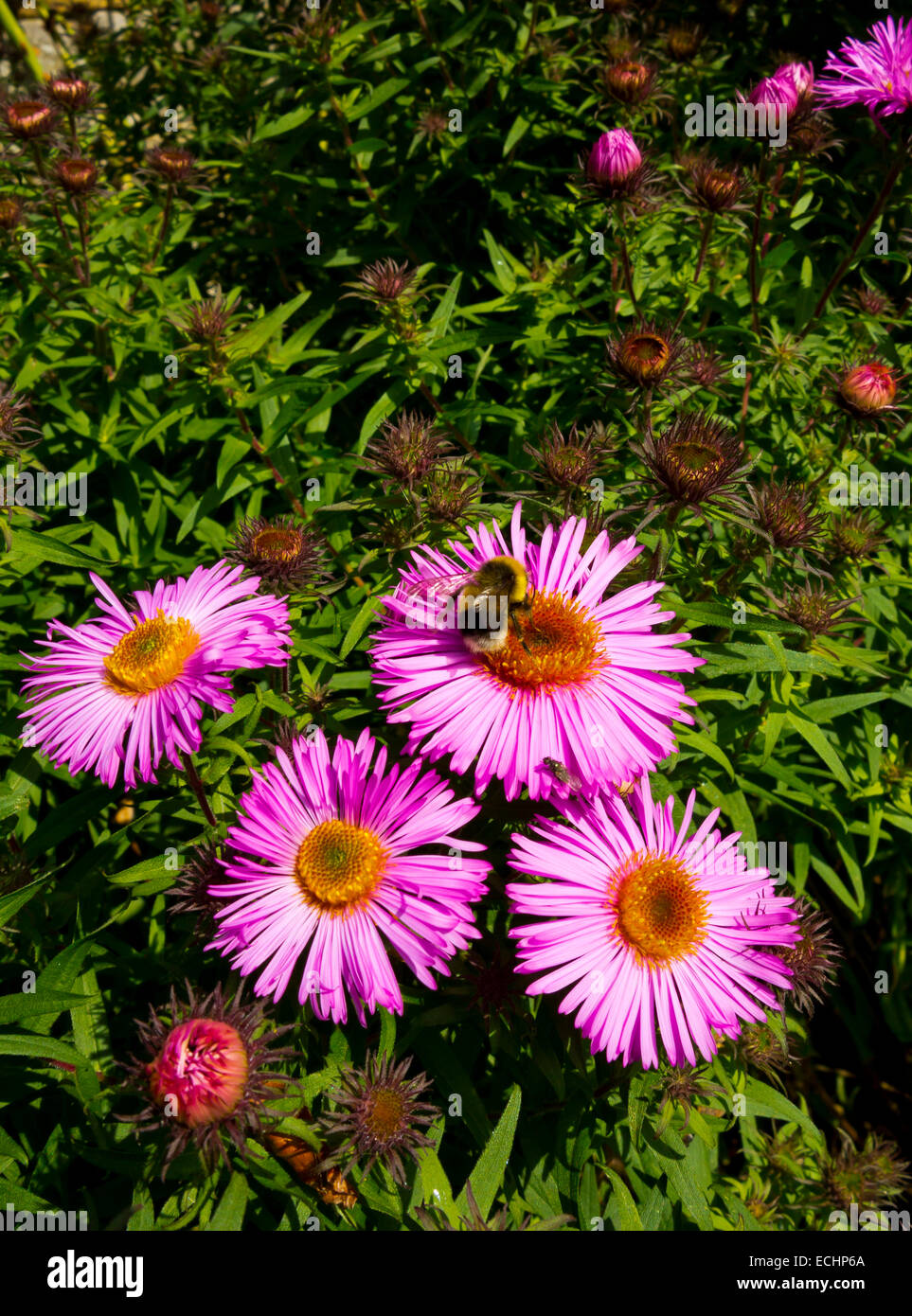 Bee raccogliere il polline di un fiore rosa in un giardino in tarda estate Foto Stock