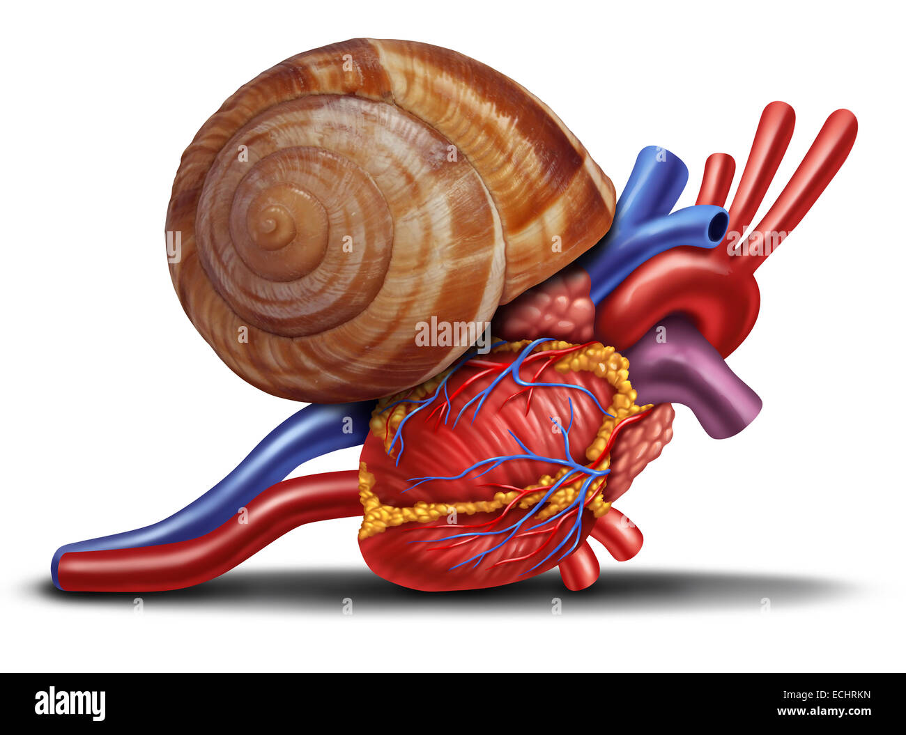 Rallentamento del battito cardiaco concetto come una lumaca Guscio su anatomia umana da una malsana corpo come un medico di cure sanitarie simbolo di problemi con l'interno organo cardiovascolare. Foto Stock