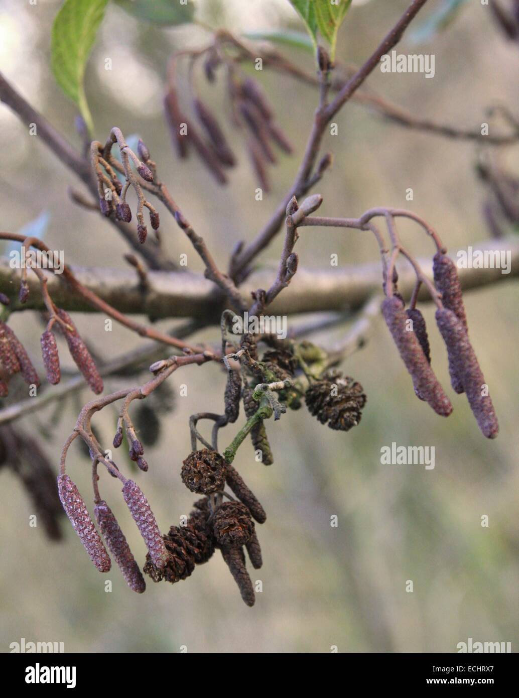 Coni di larice e ramoscelli in autunno su sfondo naturale Foto Stock