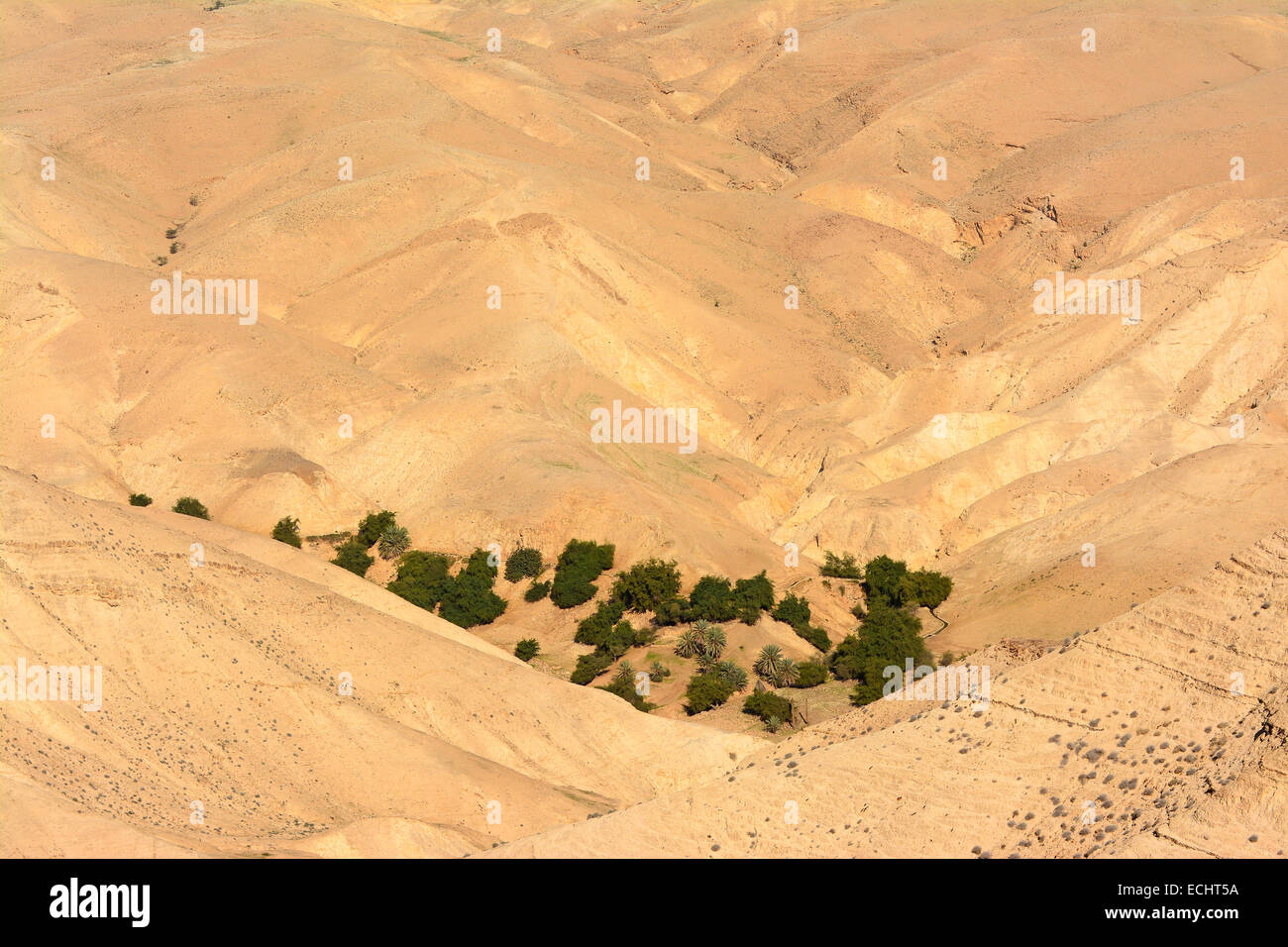 Oasi nel deserto Foto Stock