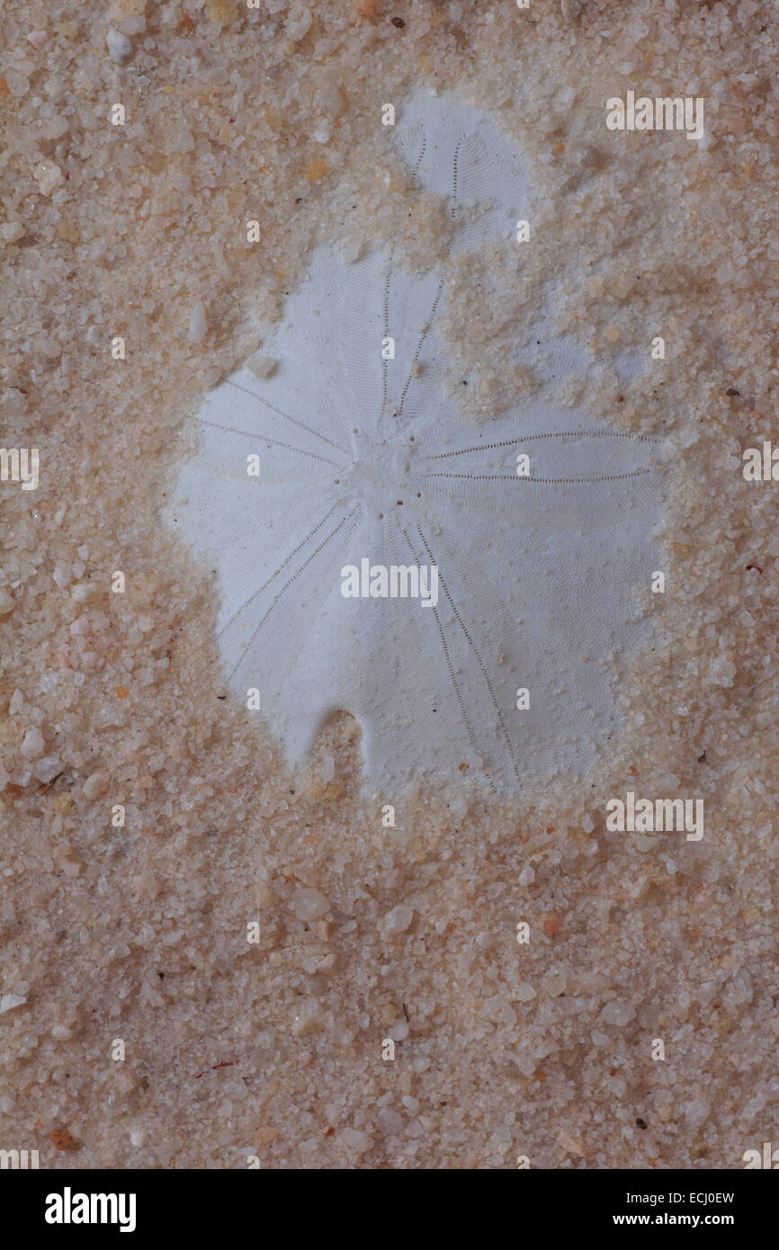 Sand Dollar sepolto nella sabbia Foto Stock