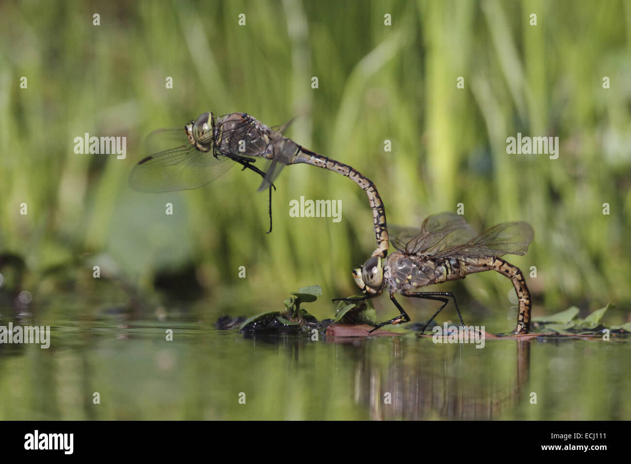 Australian imperatore dragonfly Hemianax papuensis coppia coniugata e la deposizione di uova Foto Stock