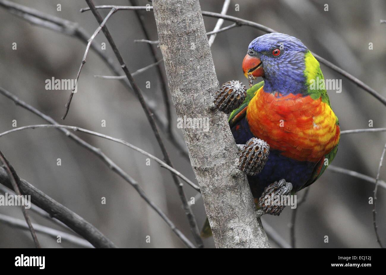 Rainbow lorikeet, trichoglossus haematodus, singolo adulto mangiare da baccelli di semi aperta dal fuoco Foto Stock