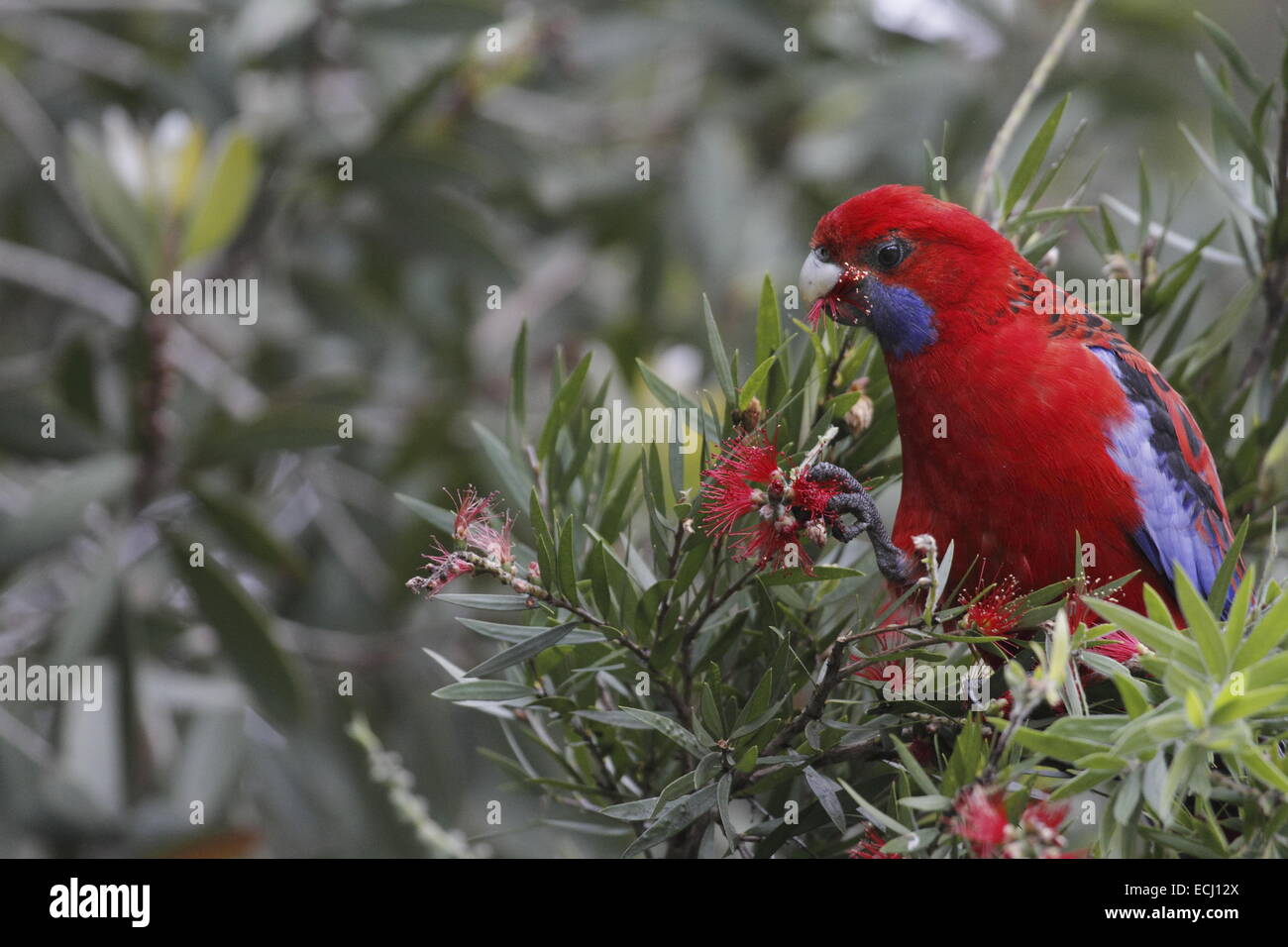 Blue-cheeked crimson Rosella, platycerus caledonicus, singolo adulto mangiare rosso fiori scovolino da bottiglia Foto Stock