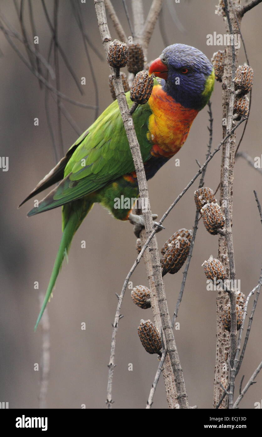 Rainbow lorikeet, trichoglossus haematodus, singolo adulto mangiare da baccelli di semi aperta dal fuoco Foto Stock