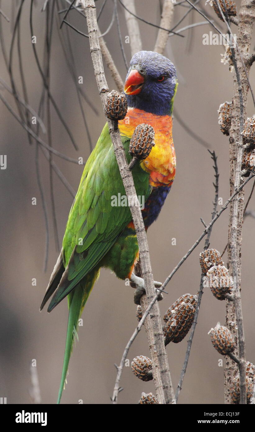 Rainbow lorikeet, trichoglossus haematodus, singolo adulto mangiare da baccelli di semi aperta dal fuoco Foto Stock
