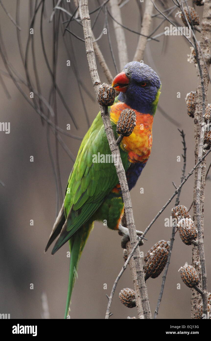 Rainbow lorikeet, trichoglossus haematodus, singolo adulto mangiare da baccelli di semi aperta dal fuoco Foto Stock