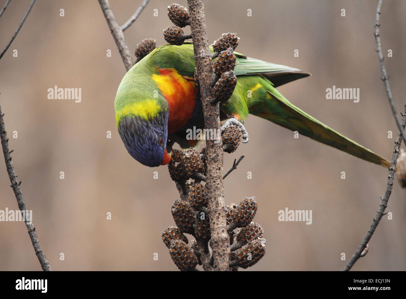Rainbow lorikeet, trichoglossus haematodus, singolo adulto mangiare da baccelli di semi aperta dal fuoco Foto Stock